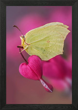 Listing image for All you need is ... heart! Framed Wall Art Poster Canvas Print Picture