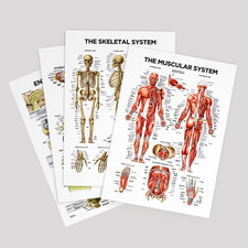 Listing image for Human Muscular System Body Educational Poster Skeletal Nervous Anatomy Chart